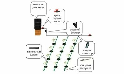 Что нужно для капельного полива в теплице?