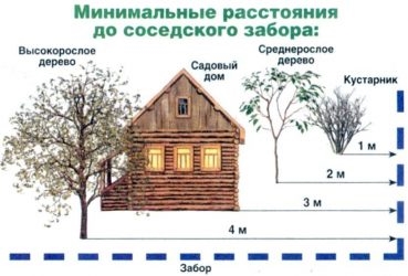 Норма посадки деревьев от забора соседа