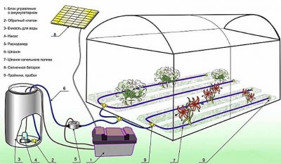 Что нужно для капельного полива в теплице?
