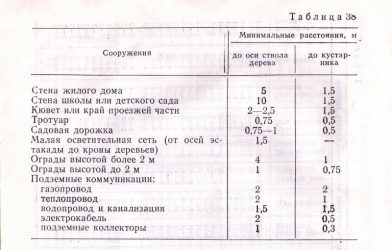 Нормы посадки деревьев от жилых домов