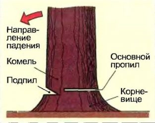 Технология валки деревьев бензопилами