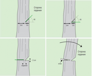 Технология валки деревьев бензопилами